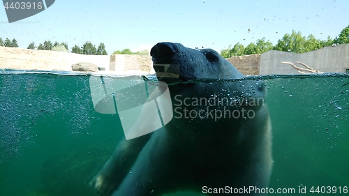 Image of Polar bear swimming underwater