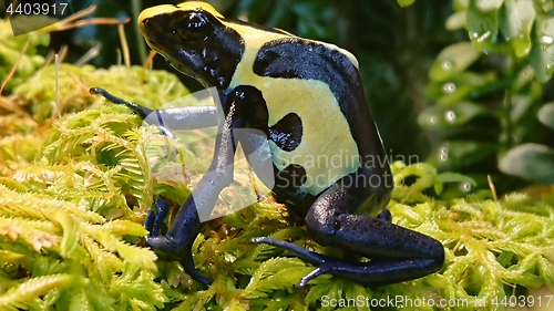 Image of Dyeing dart frog