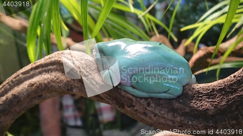 Image of Tropical light blue tree frog