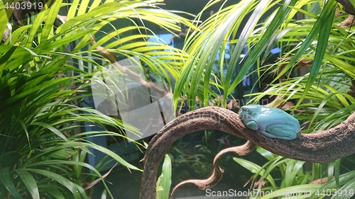 Image of Tropical light blue tree frog