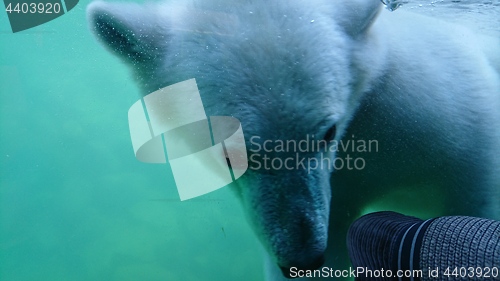 Image of Polar bear swimming underwater