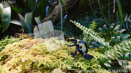 Image of Dyeing dart frog