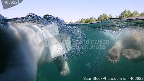 Image of Two polar bear swimming underwater