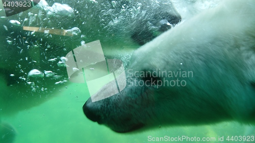 Image of Polar bear swimming underwater