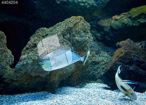 Image of fishes swimming in marine aquarium