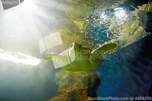 Image of turtle are swimming in marine aquarium