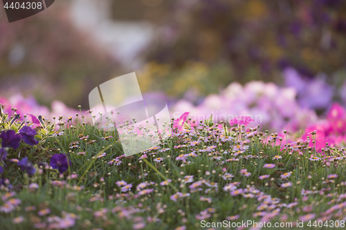 Image of Dubai miracle garden