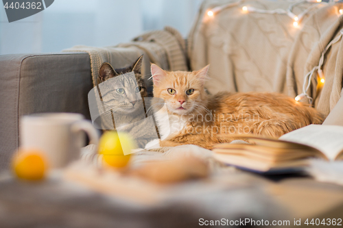 Image of two cats lying on sofa at home