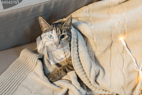 Image of tabby cat lying on blanket at home in winter