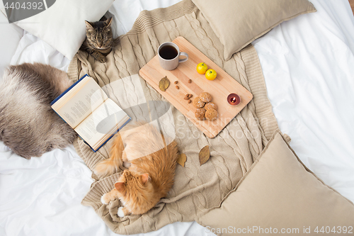 Image of two cats lying on blanket at home in autumn