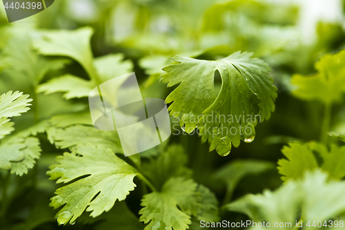 Image of Coriander, also known as cilantro or Chinese parsley