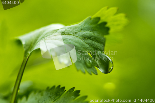 Image of Leaf of coriander with water drop
