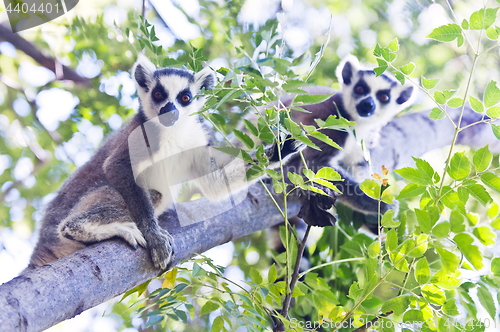 Image of Two young ring-tailed lemurs. Madagascar