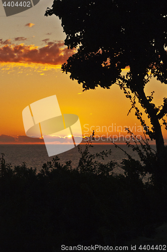 Image of Sunset landscape with ocean and tree silhouette. Madagascar