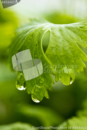 Image of Coriander, also known as cilantro or Chinese parsley