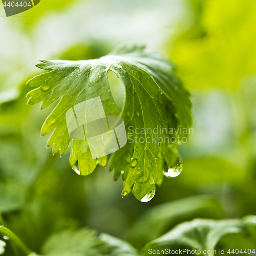 Image of Coriander, also known as cilantro or Chinese parsley