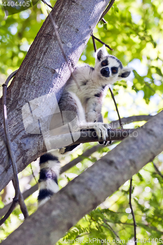 Image of Ring-tailed lemur. Madagascar