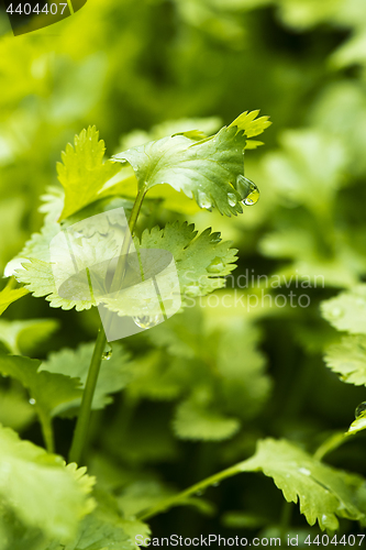 Image of Coriander, also known as cilantro or Chinese parsley