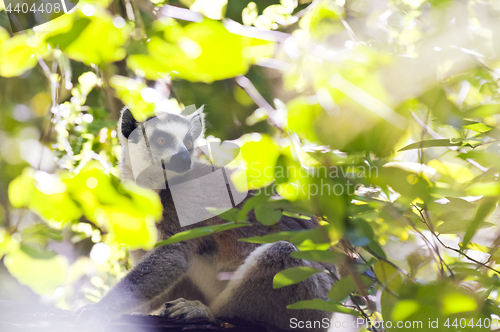 Image of Ring-tailed lemur. Madagascar