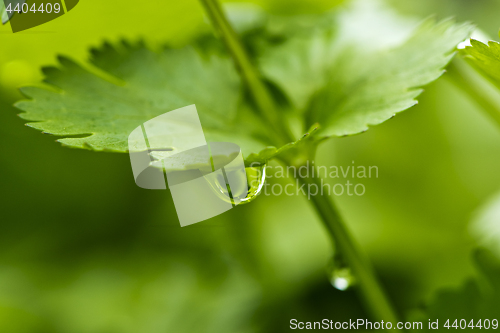 Image of Coriander, also known as cilantro or Chinese parsley