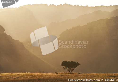 Image of Morning landscape with tree and rock formations. Madagascar