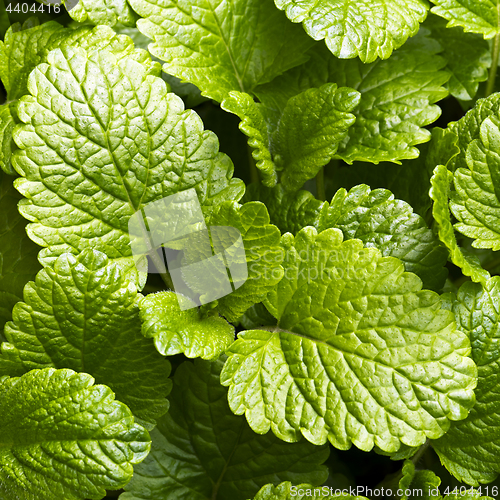 Image of Leaves of lemon balm