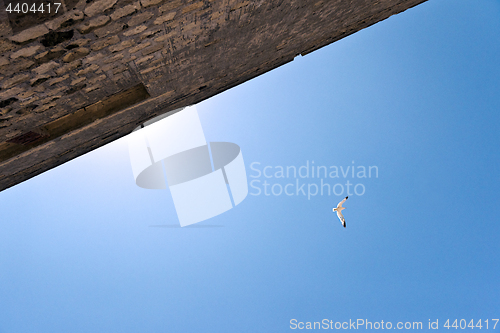 Image of Gull flying in sky over old house.