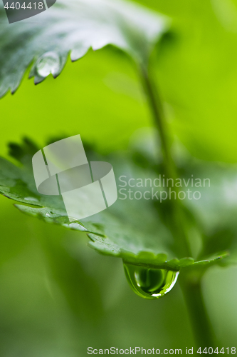 Image of Coriander leaf with water drop