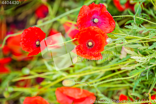 Image of Tender shot of red poppies