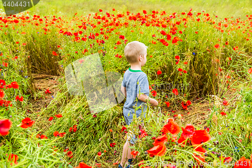 Image of Cute boy in field with red poppies