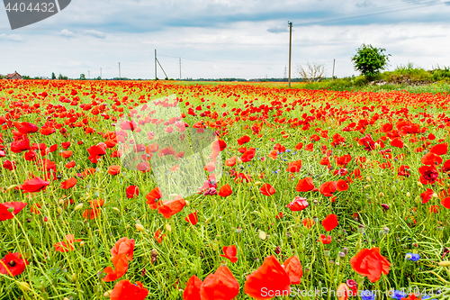 Image of Field with red papavers