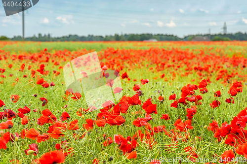 Image of Field with red papavers