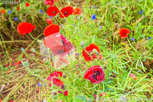 Image of Tender shot of red poppies
