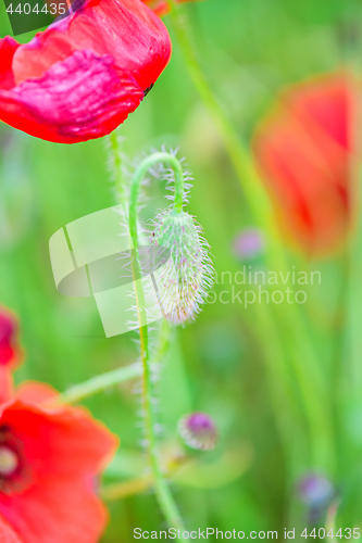 Image of Tender shot of red poppies