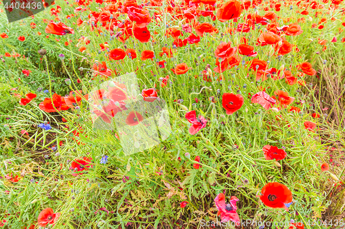 Image of Tender shot of red poppies