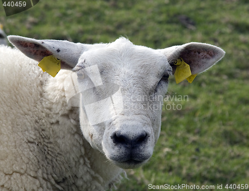 Image of sheep