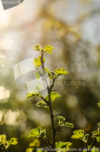 Image of Fresh growing gooseberry twig