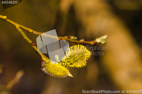 Image of Blossom Catkins Closeup