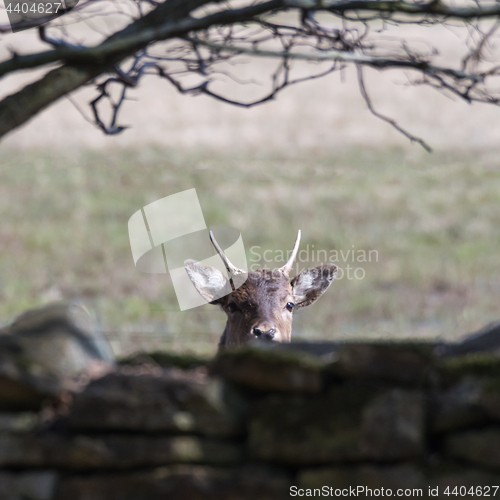 Image of Curious deer animal