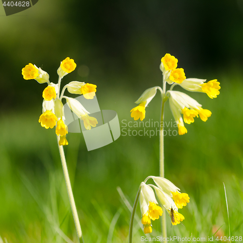 Image of Beautiful Cowslips flowers closeup