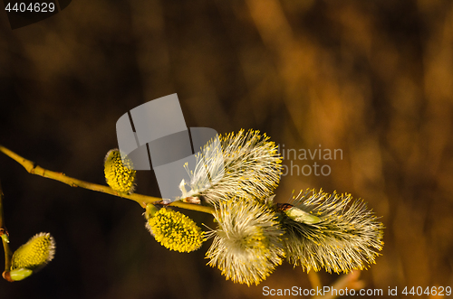 Image of Fluffy blossom catkins