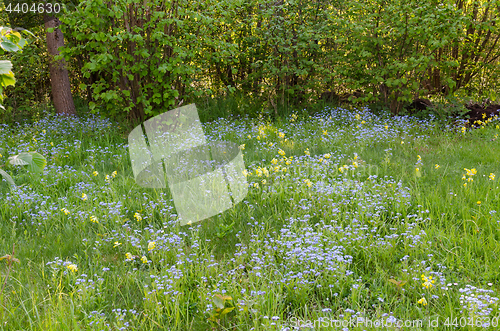 Image of Springtime wildflowers in blue and yellow