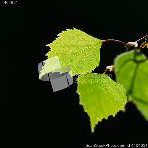 Image of Beautiful backlit birch tree leaf