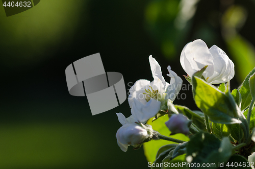 Image of White Apple tree bloooming flowers