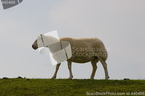 Image of sleeping sheep