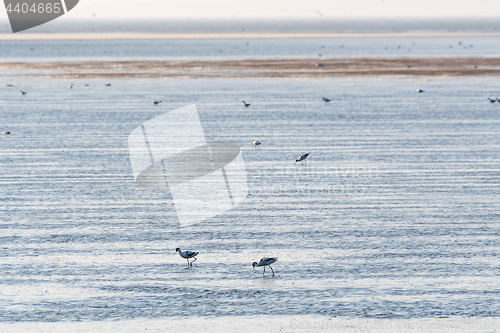 Image of Feeding Avocets in a wetland