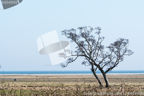 Image of Windswept tree by the coast