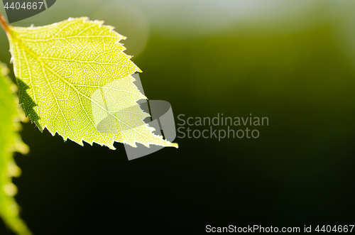 Image of Beautiful structure in a single birch tree leaf