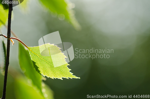 Image of Twig with a single backlit structured leaf