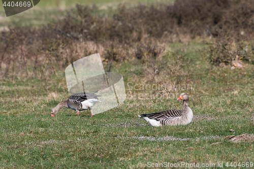 Image of Couple of Greylag Goose